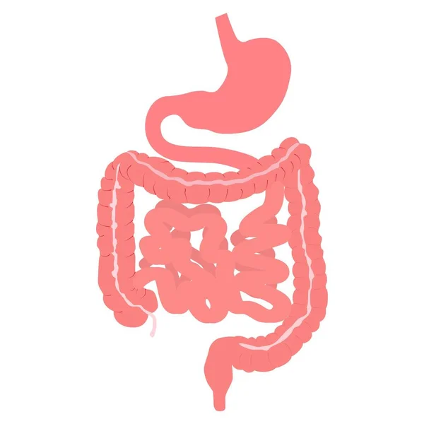 Anatomia Del Sistema Digestivo Umano Con Descrizione Delle Parti Interne — Vettoriale Stock