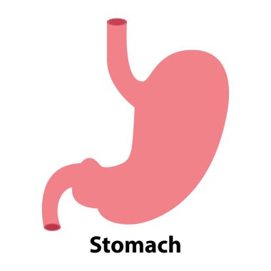 Midenin basit bir gösterimi. beyaz arkaplan
