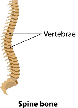 İnsan omurgasının anatomisi. Bilim ve tıpla ilgili vektörden görüntü.