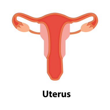 İnsan anatomisi kadın üreme sistemi, kadın üreme organları. Organ yerleşim şeması rahim, rahim ağzı, yumurtalık, fallop tüp ikonu. Vektör illüstrasyonu.