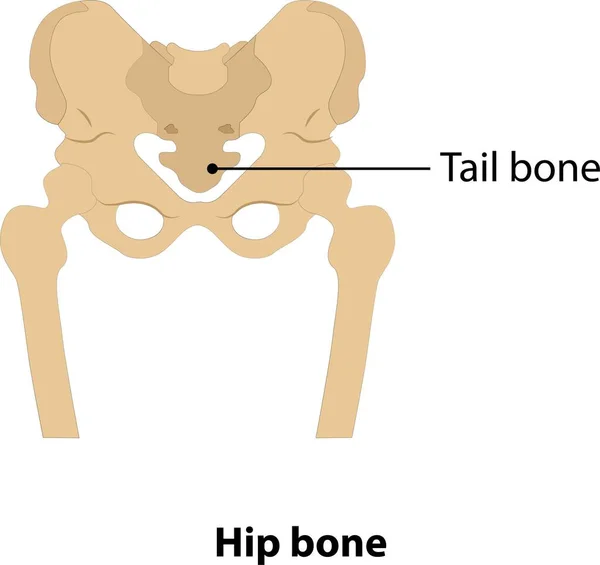 Людська Кістка Стегна Хвоста Вектор Білому Тлі — стоковий вектор