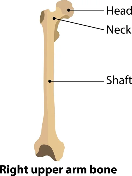 人間の解剖学 右上腕骨 科学と医学に関するベクトルからのイラスト — ストックベクタ