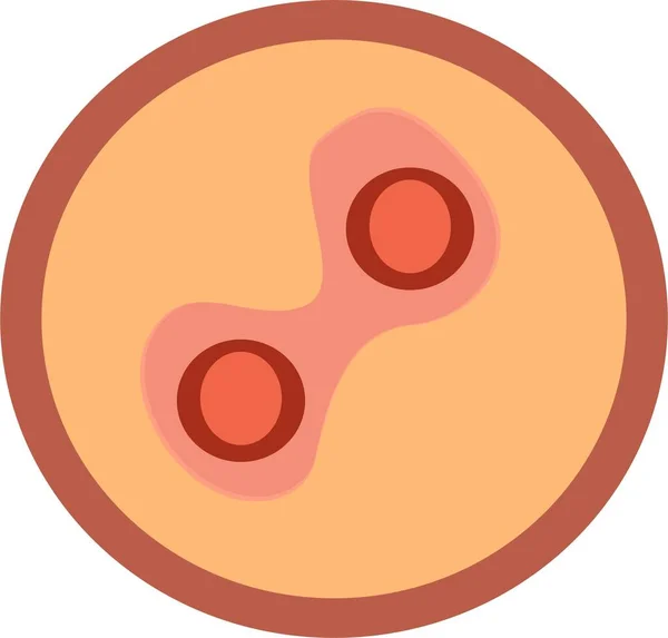 Embrión Humano Huevo Ilustración Humano Diagrama Vectorial Para Uso Científico — Vector de stock
