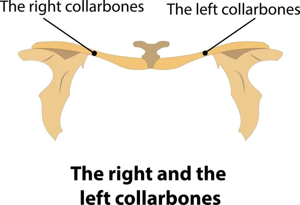 Die Rechten Und Linken Kragenknochen — Stockvektor