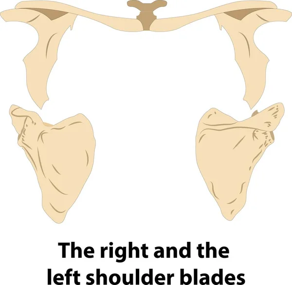 Menselijke Anatomie Rechter Linker Schouderbladen Illustratie Van Vector Wetenschap Geneeskunde — Stockvector