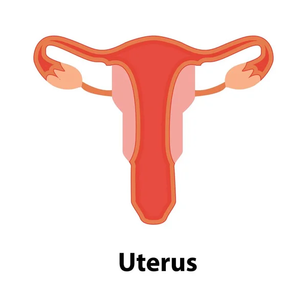 Anatomia Umana Sistema Riproduttivo Femminile Organi Riproduttivi Femminili Schema Localizzazione — Vettoriale Stock