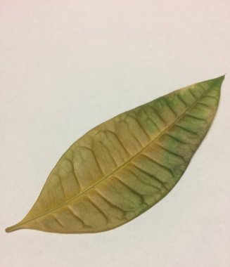 Farklı yapraklar desen ve tasarım