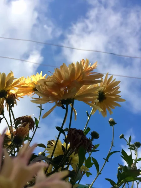 Lindos fowers todos em flor — Fotografia de Stock