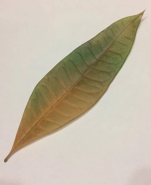 Farklı yapraklar desen ve tasarım