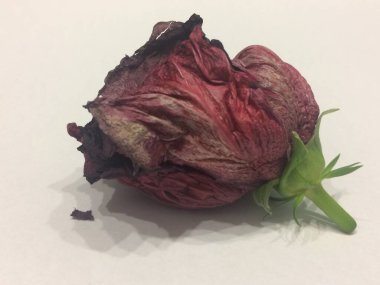 Güneşin altında güzel bir gül.