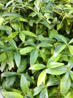 Harika bir bahçedeki yeşil bitkiler