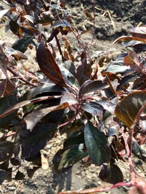 Bahçede güzel ve sıra dışı bir ağaç