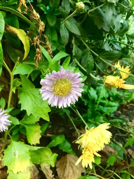 Belles poules tout en fleurs — Photo