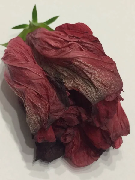 Beyaz üzerine izole kırmızı gül.