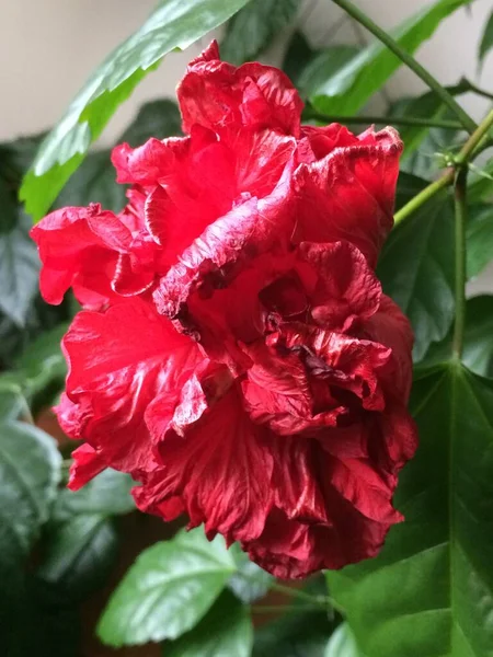 Mooie kleur rode thee roos — Stockfoto