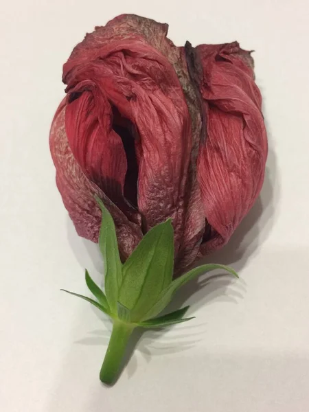 Beyaz üzerine izole kırmızı gül.