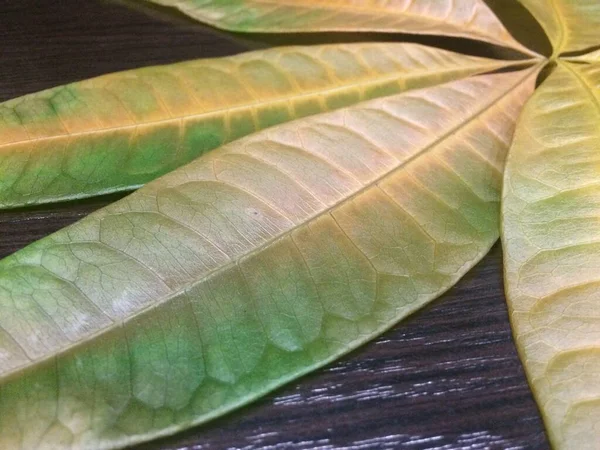 Farklı yapraklar desen ve tasarım