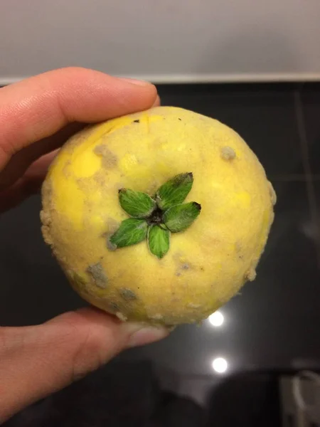 Heerlijke rijpe kweepeer uit de tuin — Stockfoto