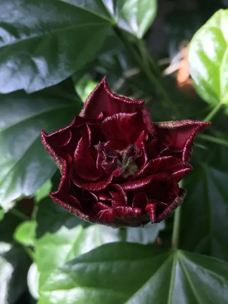 Piękny kolor czerwona herbata róża — Zdjęcie stockowe