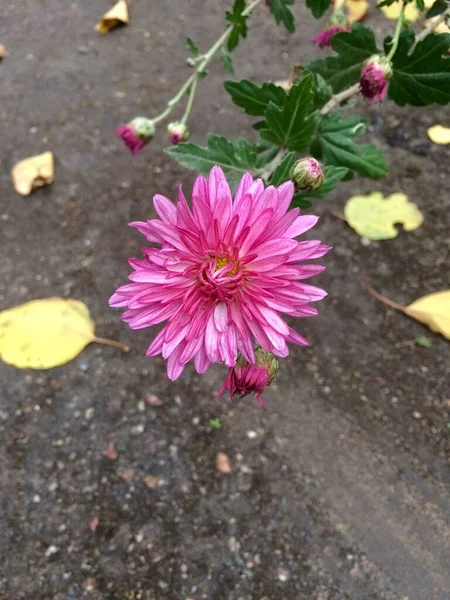 Witte, paarse en roze herfstbloemen — Stockfoto