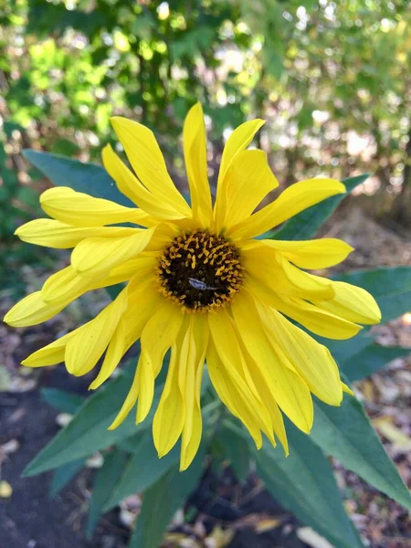 Bei volatili tutti in fiore — Foto Stock