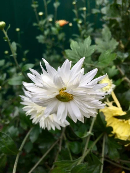 Belles poules tout en fleurs — Photo