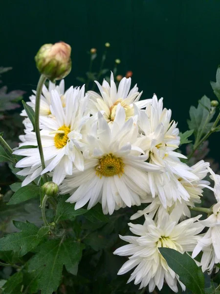 Lindos fowers todos em flor — Fotografia de Stock