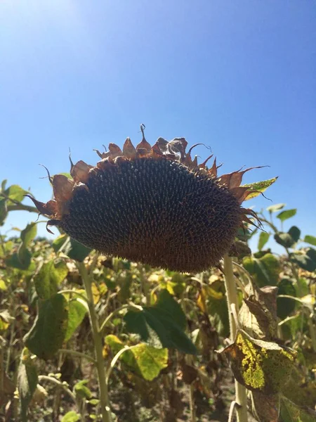 Соняшник Суперзірка квітка і концепція — стокове фото