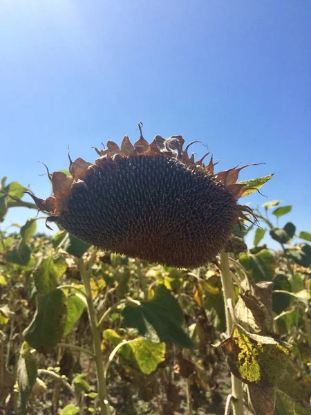 ひまわりスーパースターの花とコンセプト — ストック写真