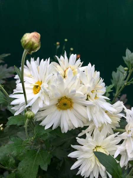 Belles poules tout en fleurs — Photo