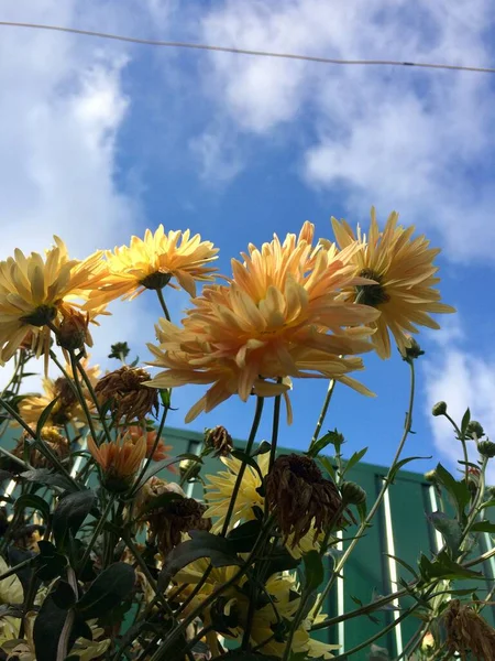 Lindos fowers todos em flor — Fotografia de Stock