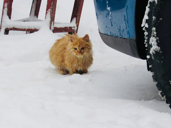 Červená kočka sníh na bílém pozadí — Stock fotografie