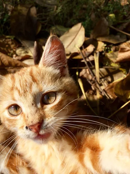 Červené kotě hraje v parku s listy — Stock fotografie