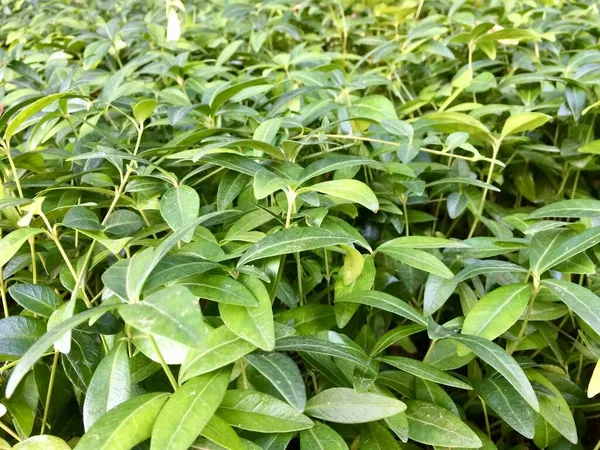 Harika bir bahçedeki yeşil bitkiler