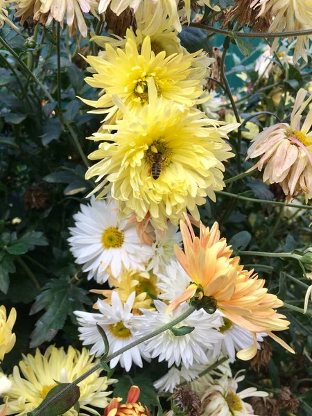 Çiçek açmış güzel çiçekler.