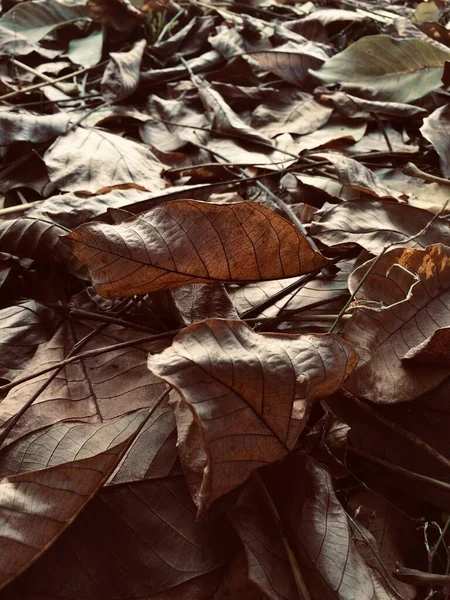 Жуки на ореховых листьях — стоковое фото