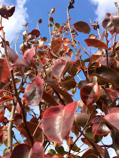 Dallar ve yapraklar mavi gökyüzünün arka planında bulutlarla