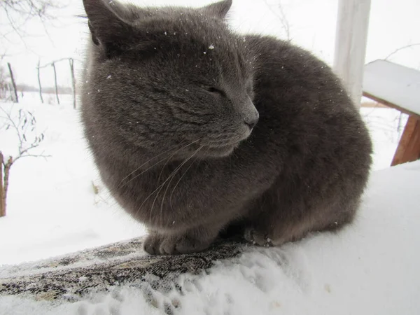 Foto de divertido gato esponjoso en la nieve en el invierno — Foto de Stock