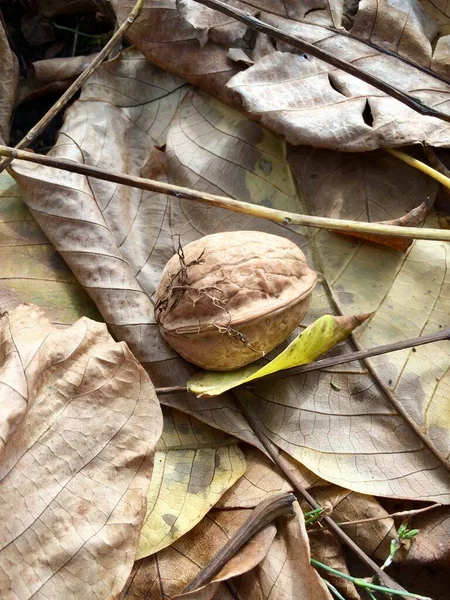 Ceviz yapraklı küçük böcekler.