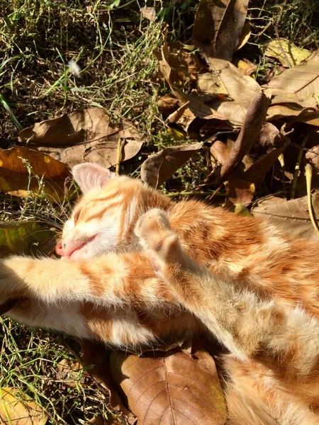 赤い子猫が公園で遊んでいます。 — ストック写真