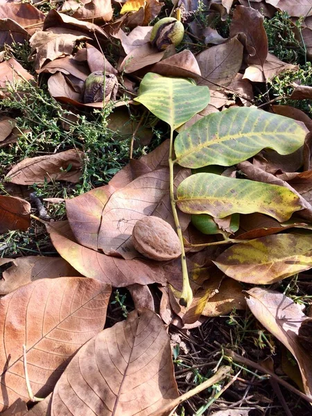 Ceviz yapraklı küçük böcekler.