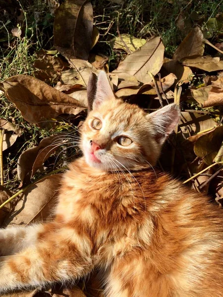 Kırmızı kedi yavrusu yapraklarla parkta oynuyor.