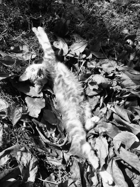 Small kitten resting in the park on the leaves — Stock Photo, Image