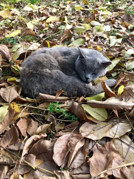 秋の庭を歩く灰色の猫 — ストック写真