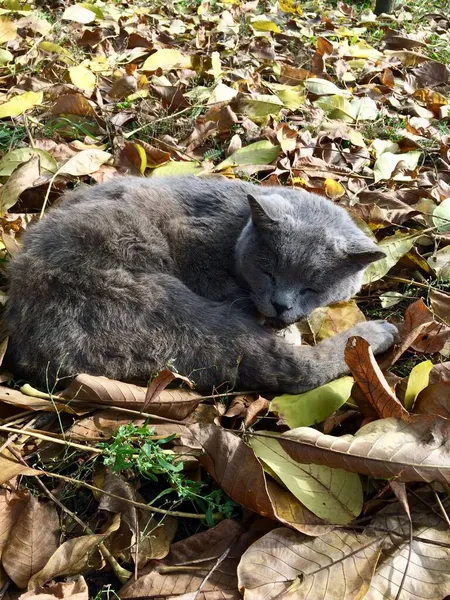 Grijze kattenwandelingen in de herfsttuin — Stockfoto