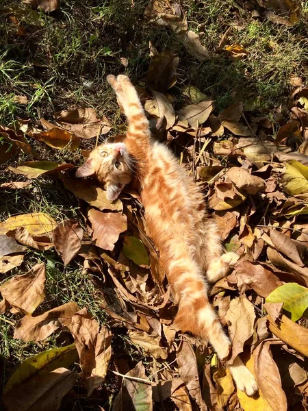 Kırmızı kedi yavrusu yapraklarla parkta oynuyor. — Stok fotoğraf