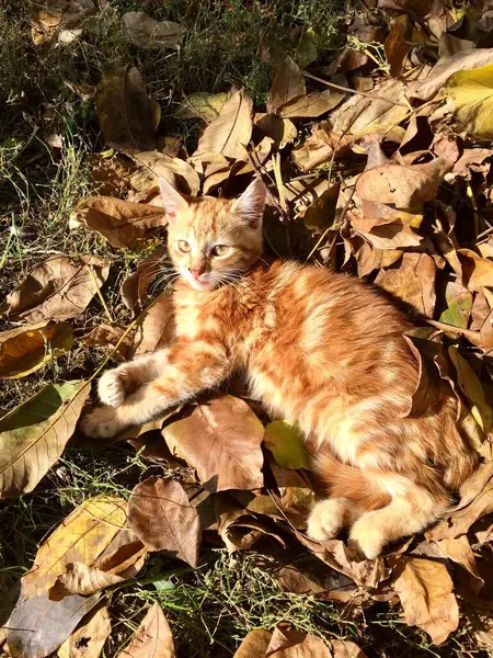Rood katje speelt in het park met bladeren — Stockfoto