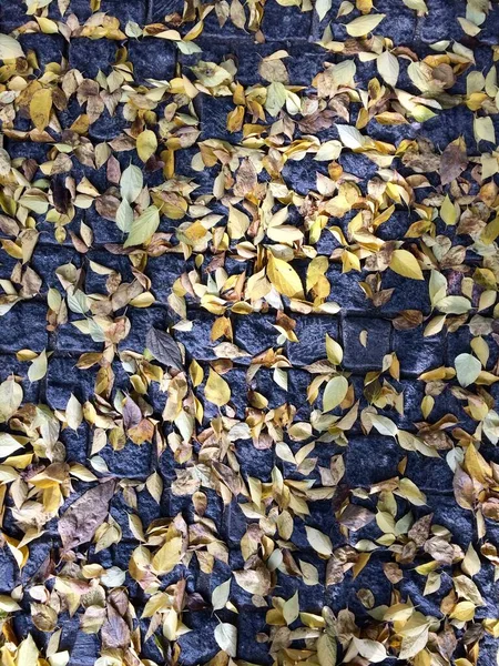 Желтые опавшие листья на булыжнике — стоковое фото