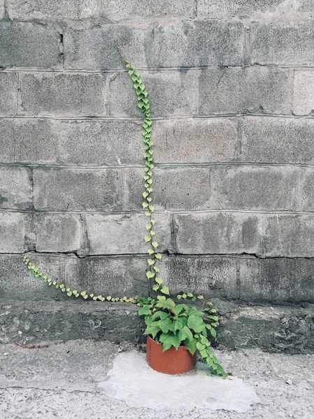 Интересное растение, прорастающее неизвестно как — стоковое фото