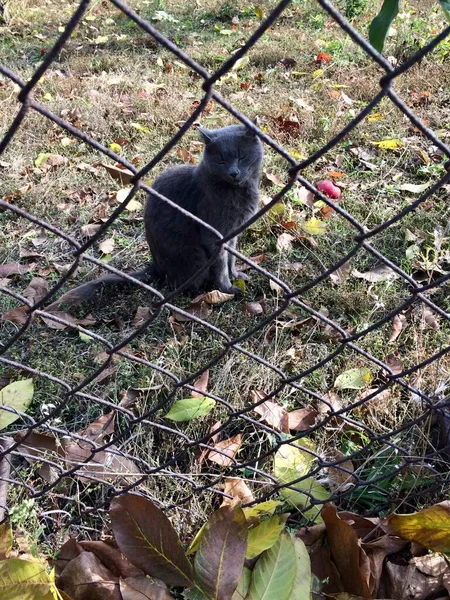 Gato cinza caminha no jardim de outono — Fotografia de Stock